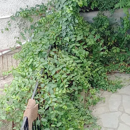 Christos ιι * Asvestochori