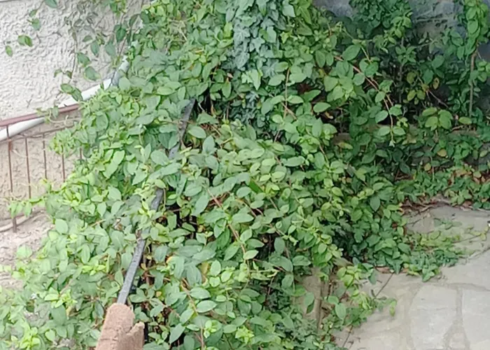 Christos ιι * Asvestochori